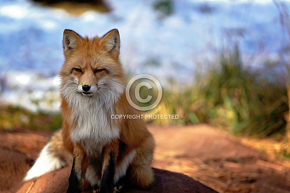 Red Fox
