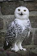 Snowy Owl