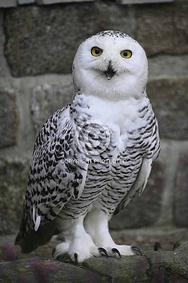 Snowy Owl