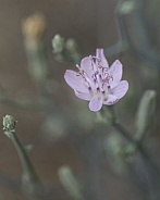 A Purple Wildflower Macro Closeup