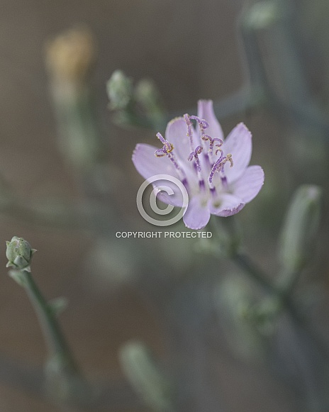 A Purple Wildflower Macro Closeup