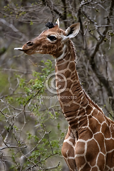 Giraffe baby (Giraffa camelopardalis reticulata)