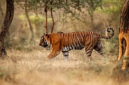 Beautiful tiger in the nature habitat. Tiger pose in amazing light. Wildlife scene with wild animal. Indian wildlife. Indian tiger. Panthera tigris tigris.