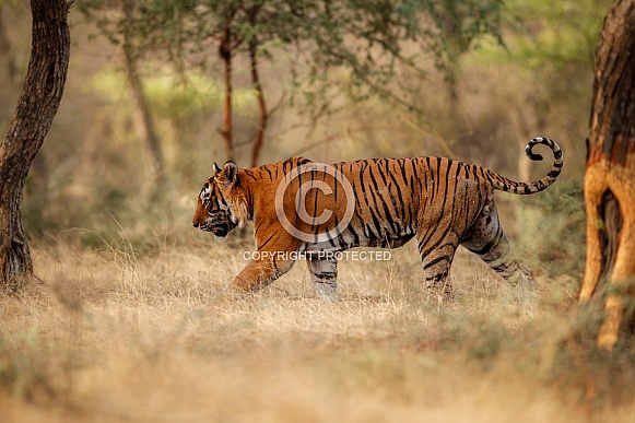 Beautiful tiger in the nature habitat. Tiger pose in amazing light. Wildlife scene with wild animal. Indian wildlife. Indian tiger. Panthera tigris tigris.