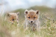 Red fox cubs