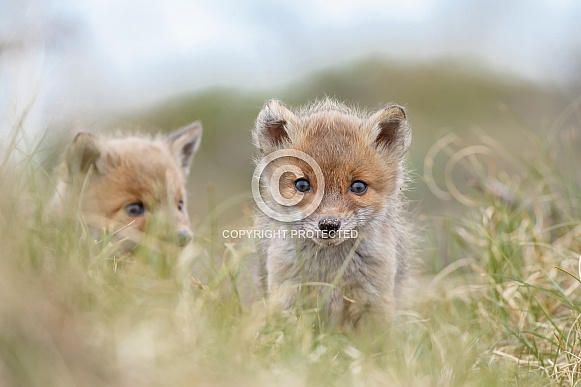 Red fox cubs