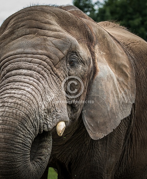 African Elephant African Elephant