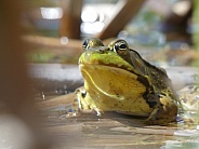 Green Frog in Pond