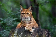 Lynx posing well