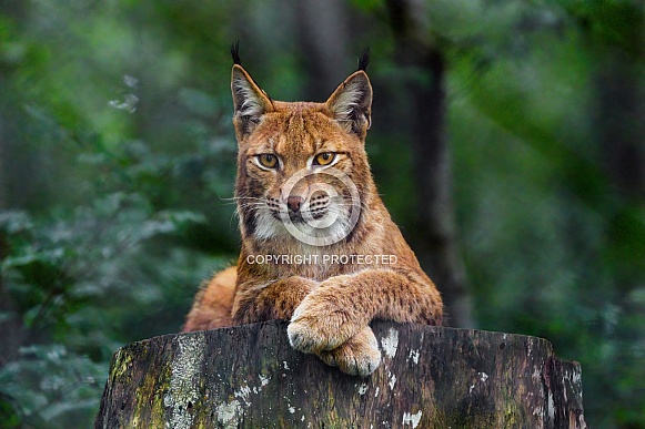 Lynx posing well Lynx posing well