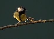 Great Tit in Evening Light