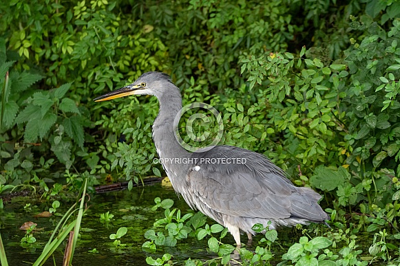 Grey Heron