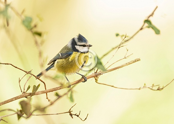 Blue Tit in Leaves Blue Tit in Leaves