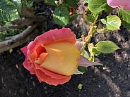 Peach and Apricot Rose