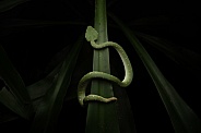 Wagler's Pit Viper