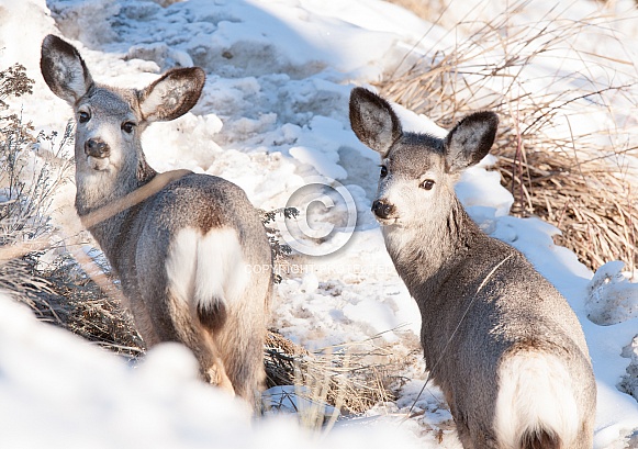 Wild young deer in the winter in Yellowstone National Park Wild young deer in the winter in Yellowstone National Park