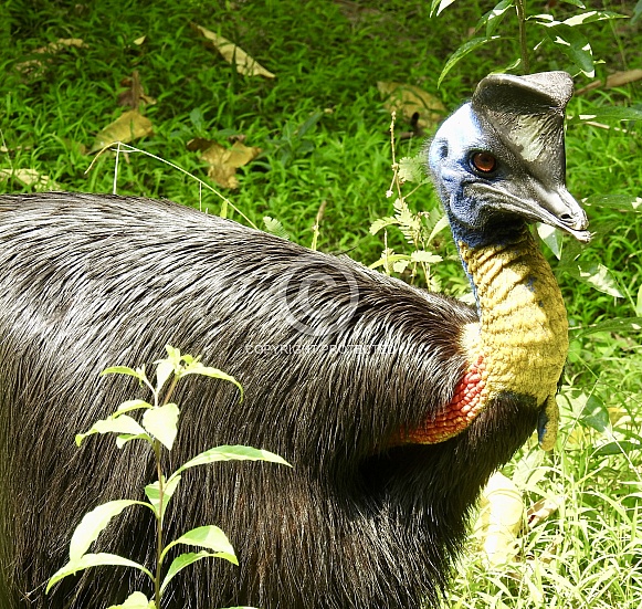 Cassowary
