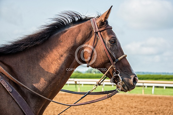Racetrack Outrider Horse