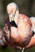 Chilean Flamingo Full Body Shot, Looking At Camera