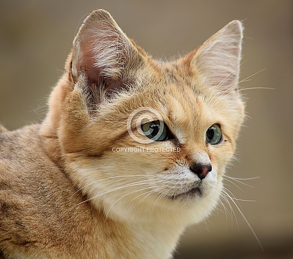 Sand Cat