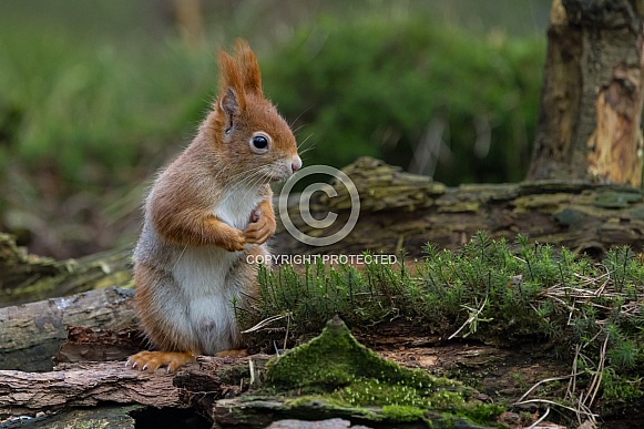 Red Squirrel in a forest Red Squirrel in a forest