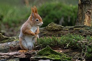 Red Squirrel in a forest