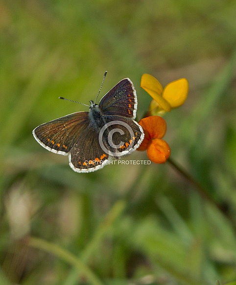 Brown Argus Brown Argus