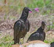 Adult black vulture (Coragyps atratus) on dead white tailed deer carcass (Odocoileus virginianus)