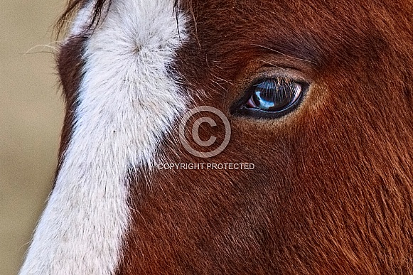 Wild Horse—Steens Mountains Oregon Wild Horse—Steens Mountains Oregon