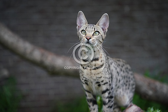 Savannah Cat Savannah Cat