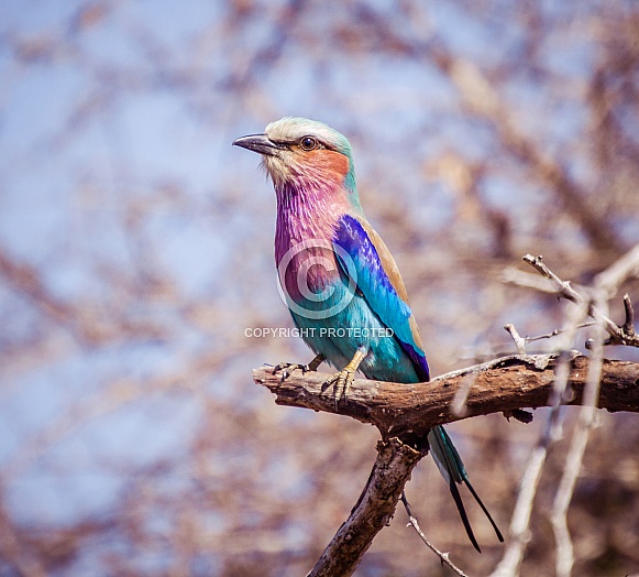 Lilac Breasted Roller Lilac Breasted Roller
