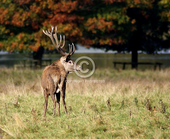 Red Deer Stag Red Deer Stag