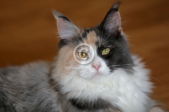 Maine Coon (Felis catus)