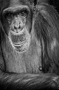 Chimpanzee