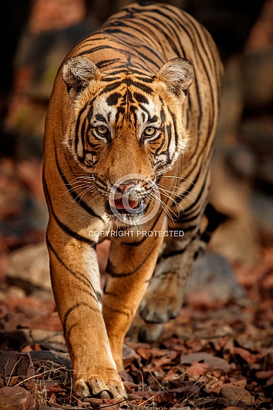 Beautiful tiger in the nature habitat. Tiger pose in amazing light. Wildlife scene with wild animal. Indian wildlife. Indian tiger. Panthera tigris tigris.