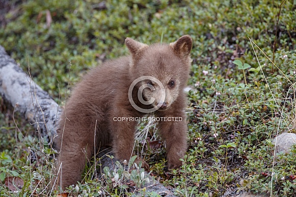 Black Bear and cubs