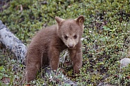 Black Bear and cubs