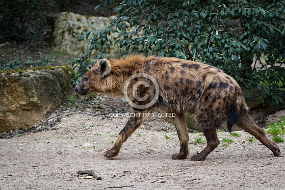 Spotted hyena Spotted hyena