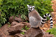 Ring Tailed Lemur Sat On Rock Looking Over Shoulder