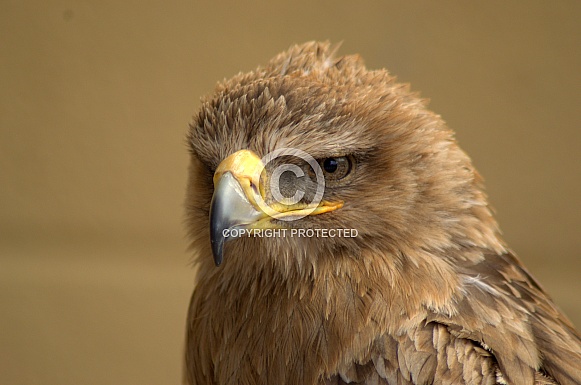 Tawny Eagle
