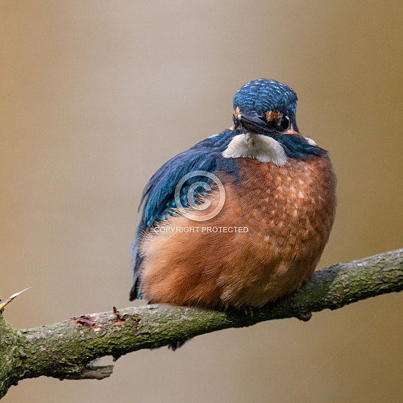 Kingfisher