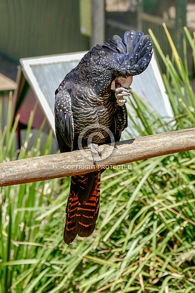 Red-tailed black cockatoo