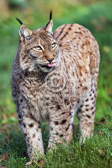Lynx showing tongue