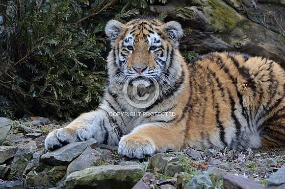 Siberian Tiger Siberian Tiger