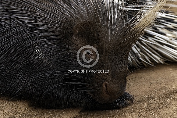 Porcupine Close Up