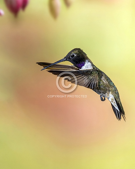 Male Black-chinned Hummingbird in Flight