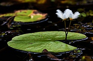 Snowflake lilies