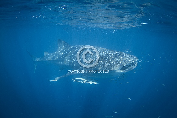 Whale Shark Whale Shark