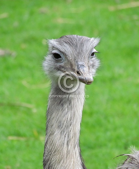 Ostrich