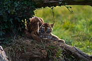 Tiger Cub
